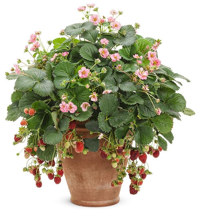 Container flower pot at Soares Nursery