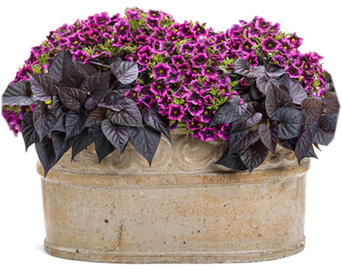 Window boxes and container gardens
