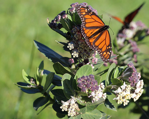 milkweed for monarch butterflies
