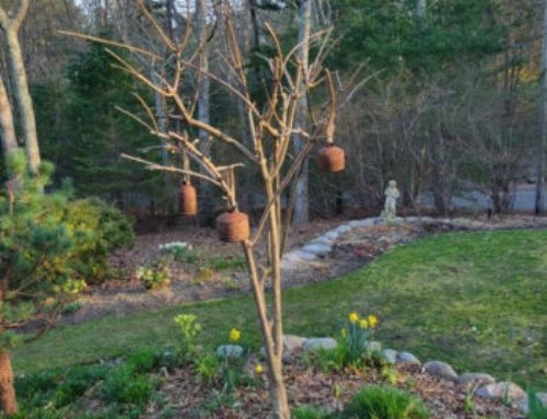 Terry’s Tips: Pruning Panicle Tree Hydrangeas