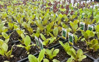 Seeds lettuce and veggies