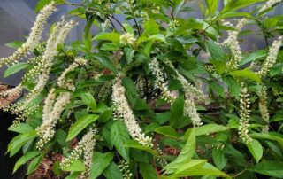 Native plant Virginia sweetspire